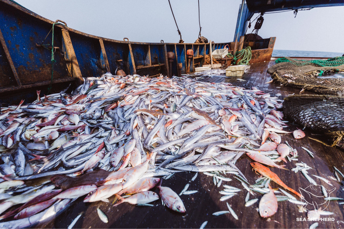 Sustainable Fisheries, a Contradiction