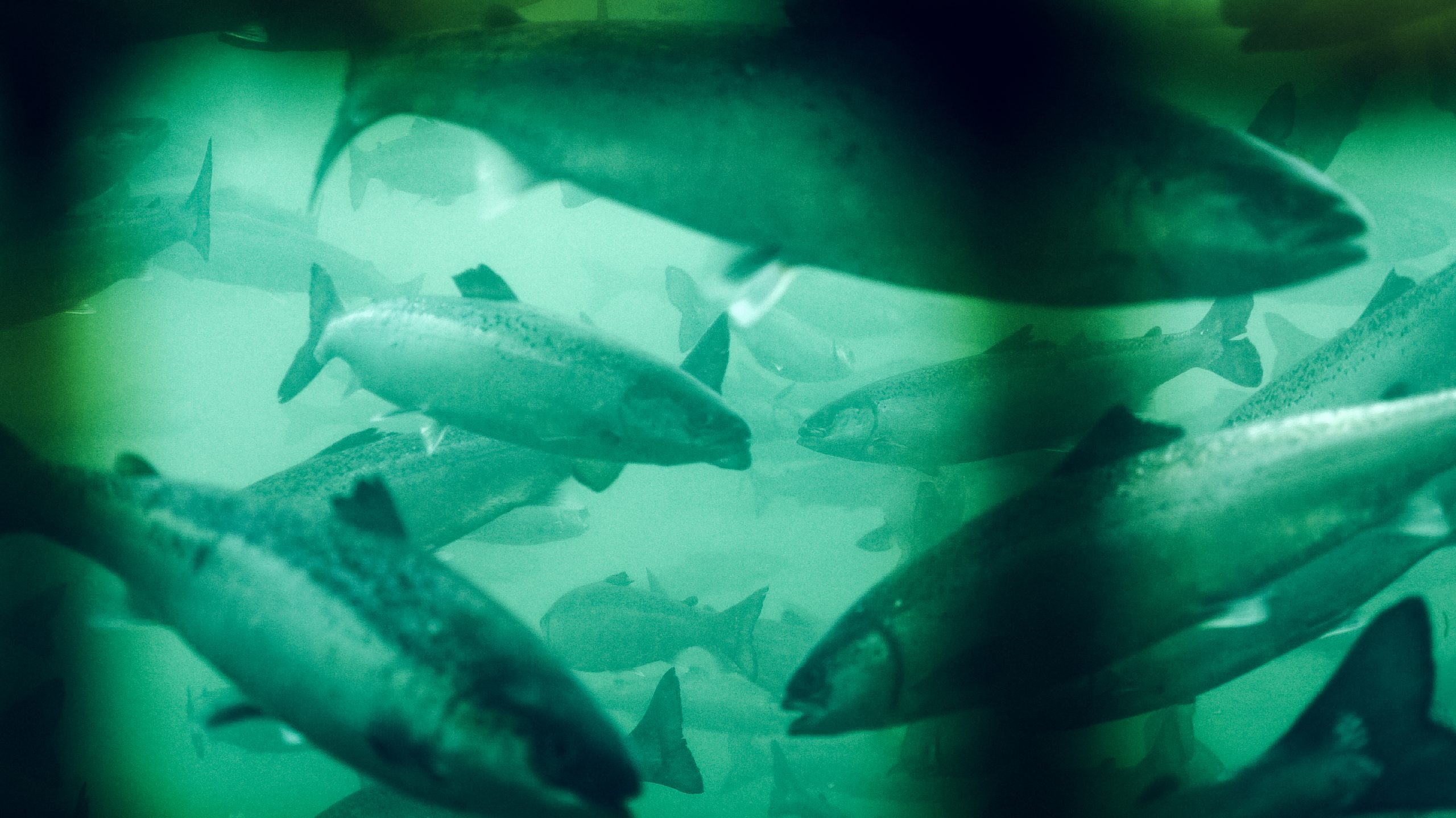 Sea Shepherd Conservation Society Launches Campaign to Investigate Farmed Salmon Industry