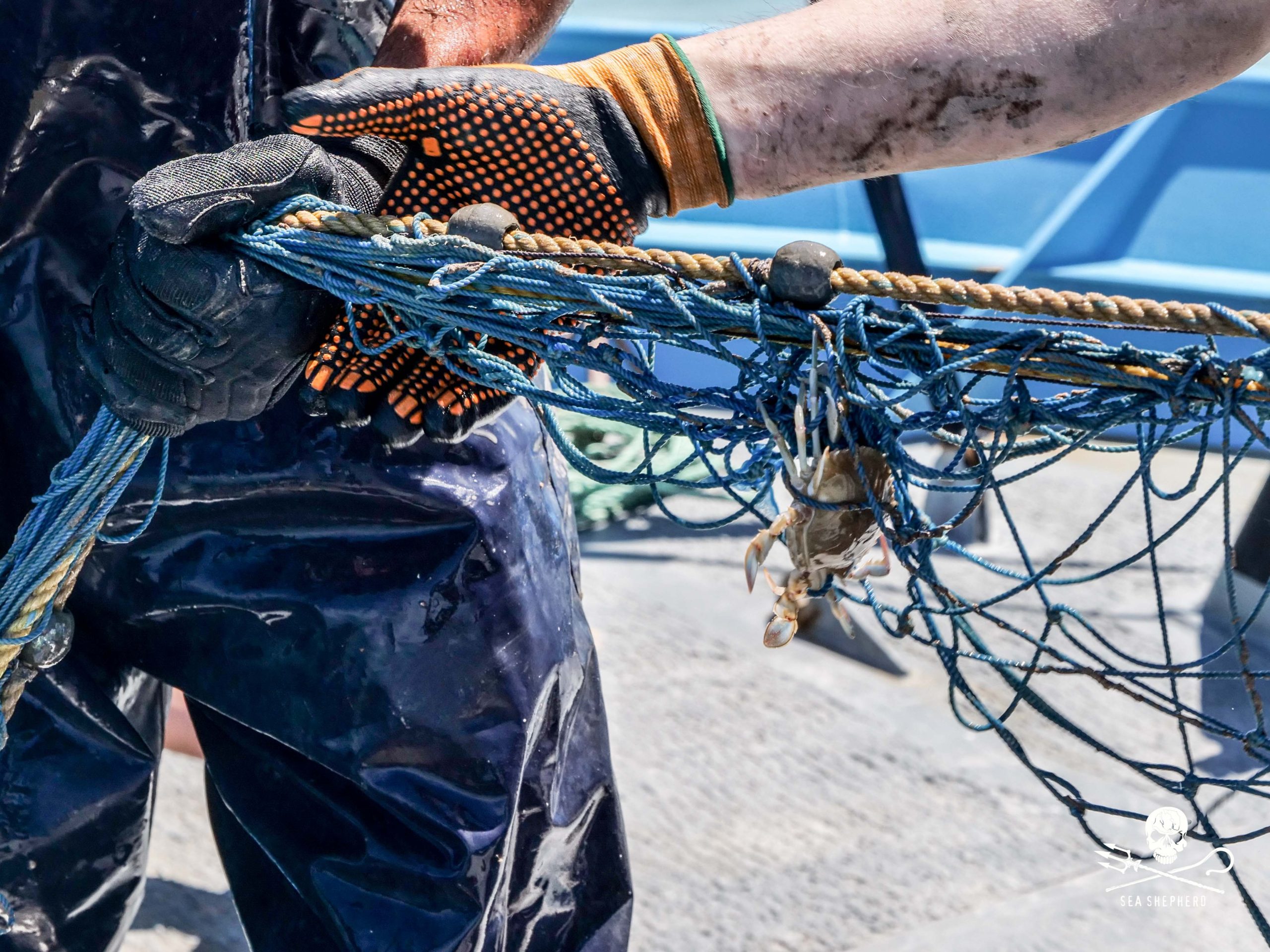 Make an Impact with Sea Shepherd Through the Combined Federal Campaign (CFC)