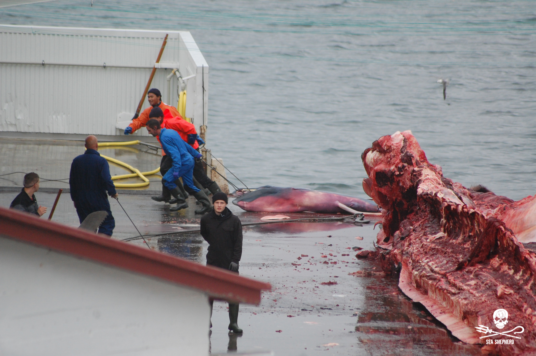 Victory for Whales as Iceland Delays Whaling Permit