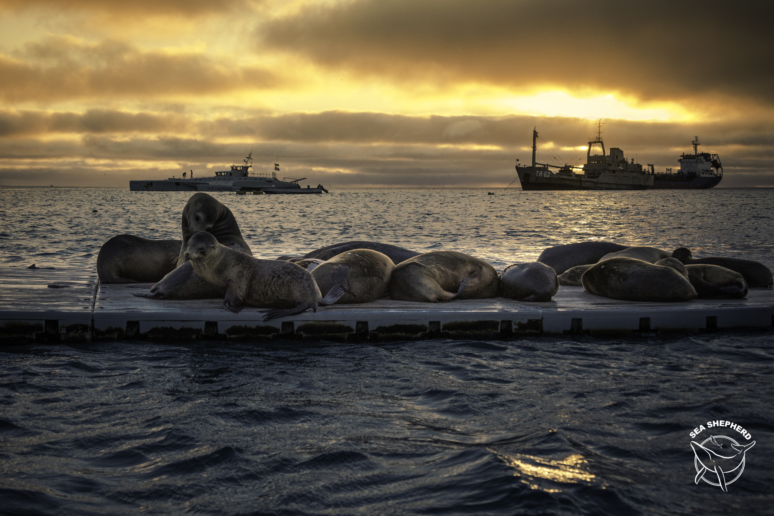 Tracking the Chinese Squid Fleet in the South Pacific, Part 1: Voyage to the Galapagos