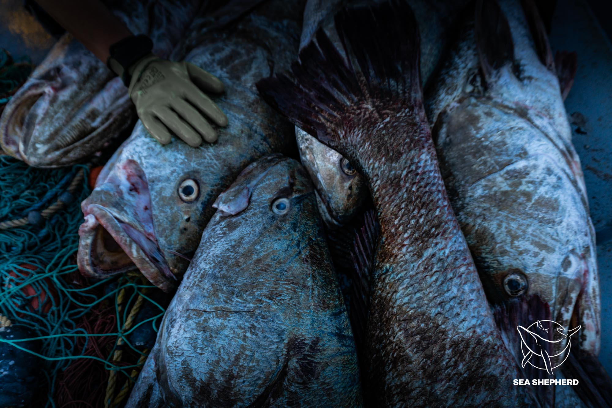 Sea Shepherd’s Recommendations Taken Seriously at CITES CoP 18