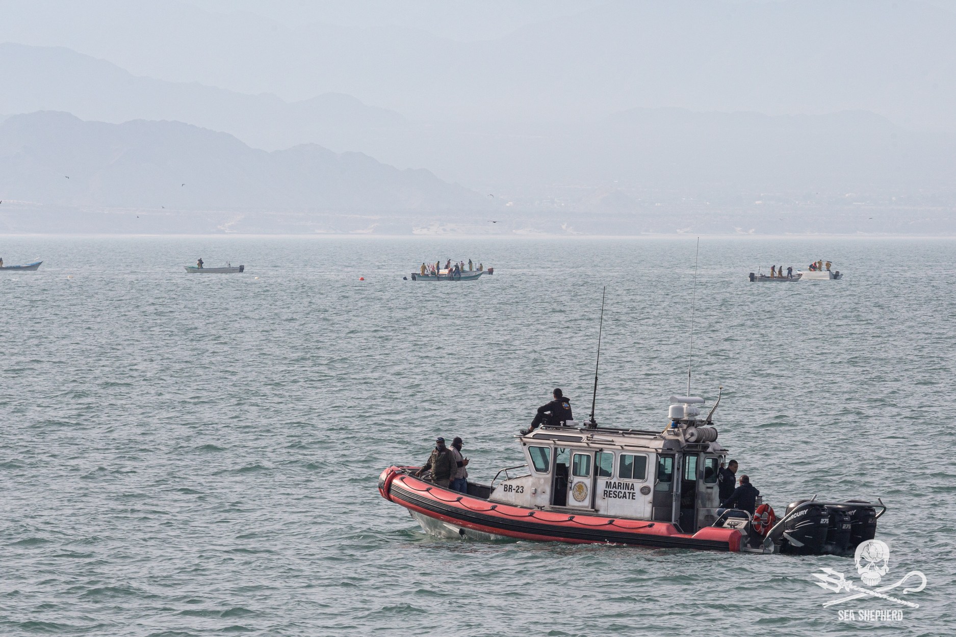 Sea Shepherd Statement regarding the events in the Vaquita habitat on March 28th, 2019
