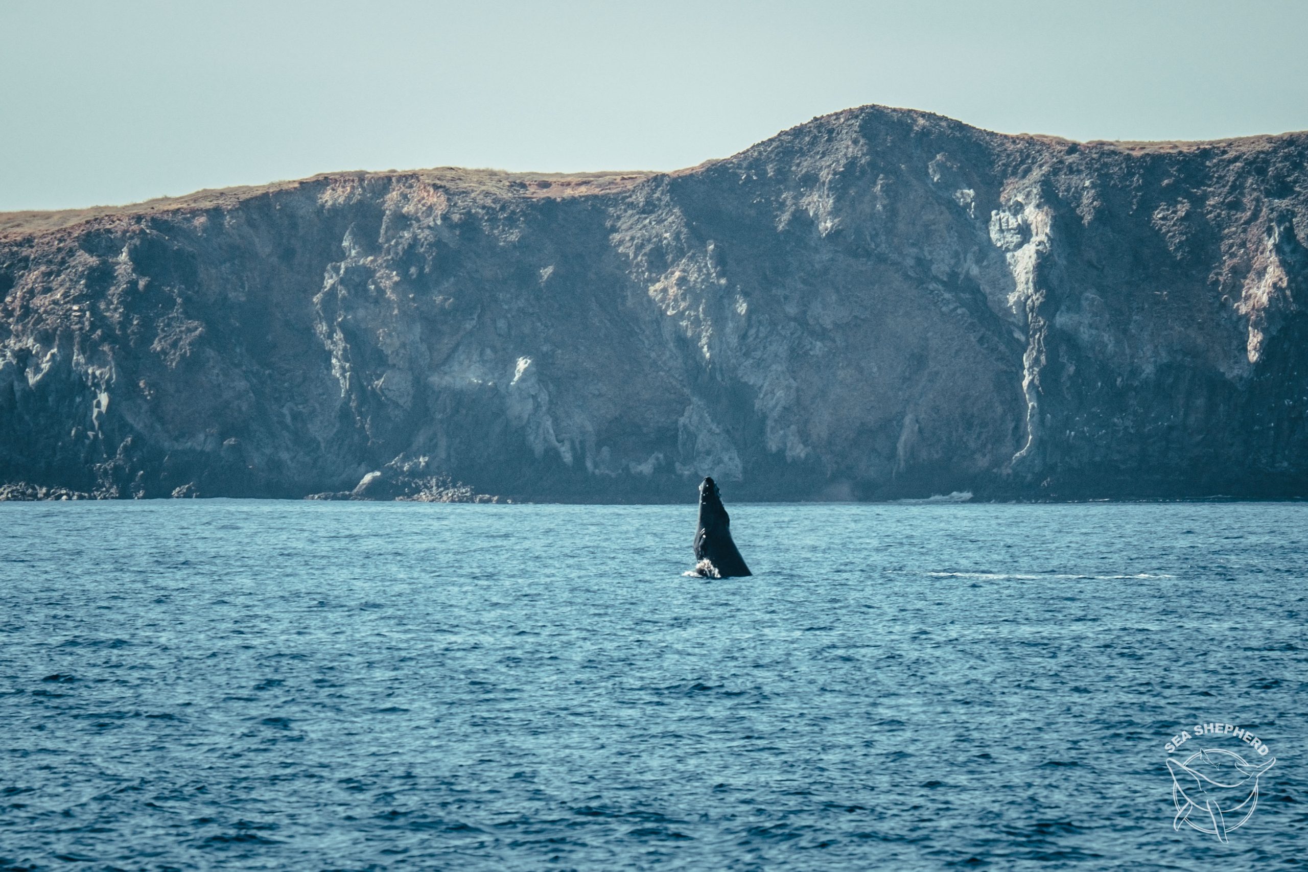 Japan’s Proposal to Resume Commercial Whaling Denied