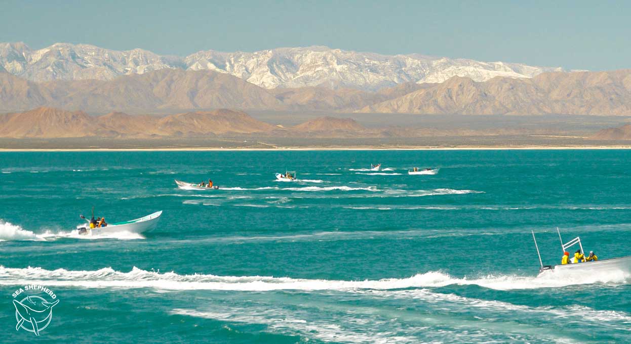Sea Shepherd Attacked in Vaquita Refuge on World Wildlife Day
