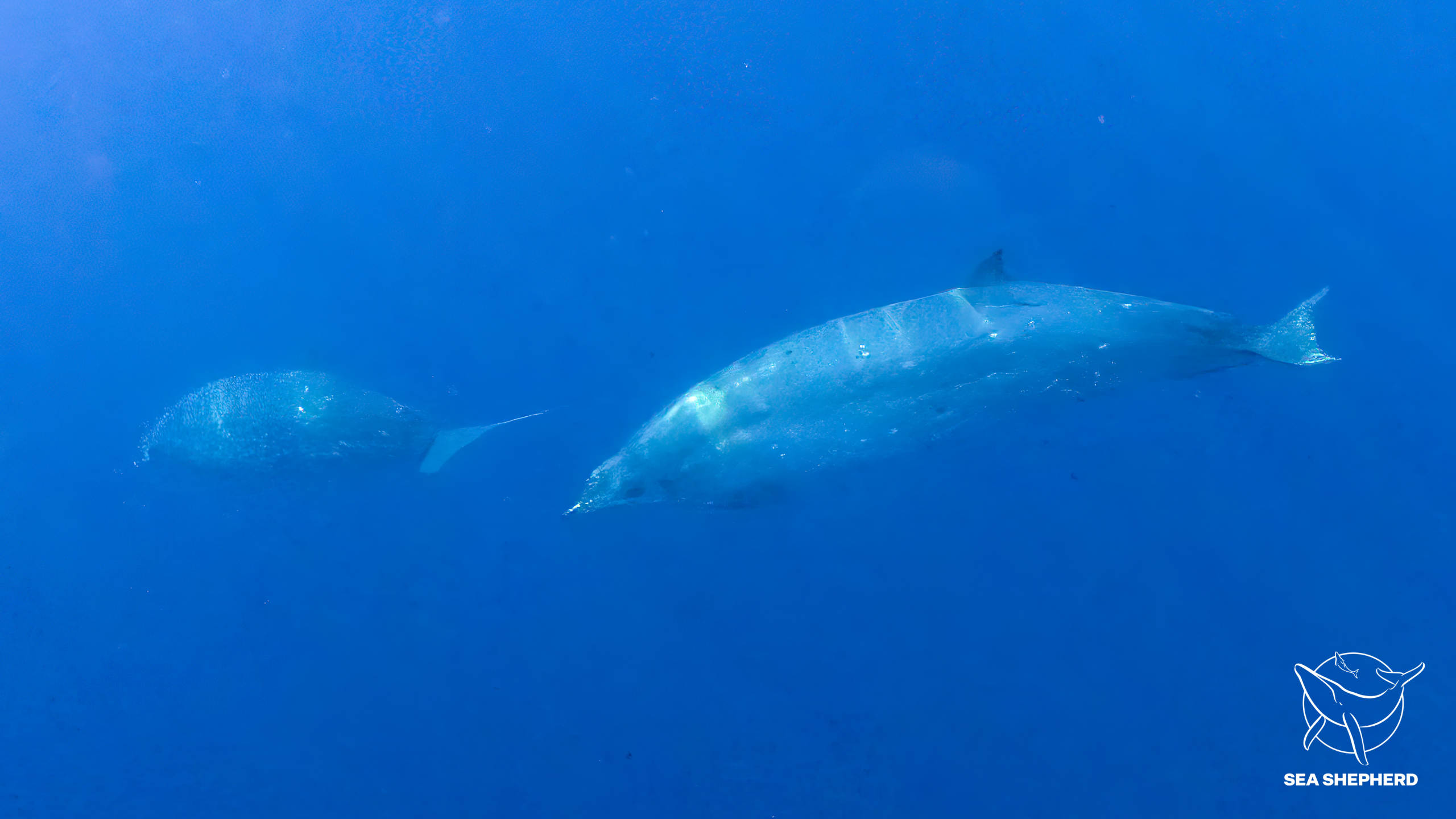 Sea Shepherd Research Mission Discovers Possible New Species of Whale in Mexico
