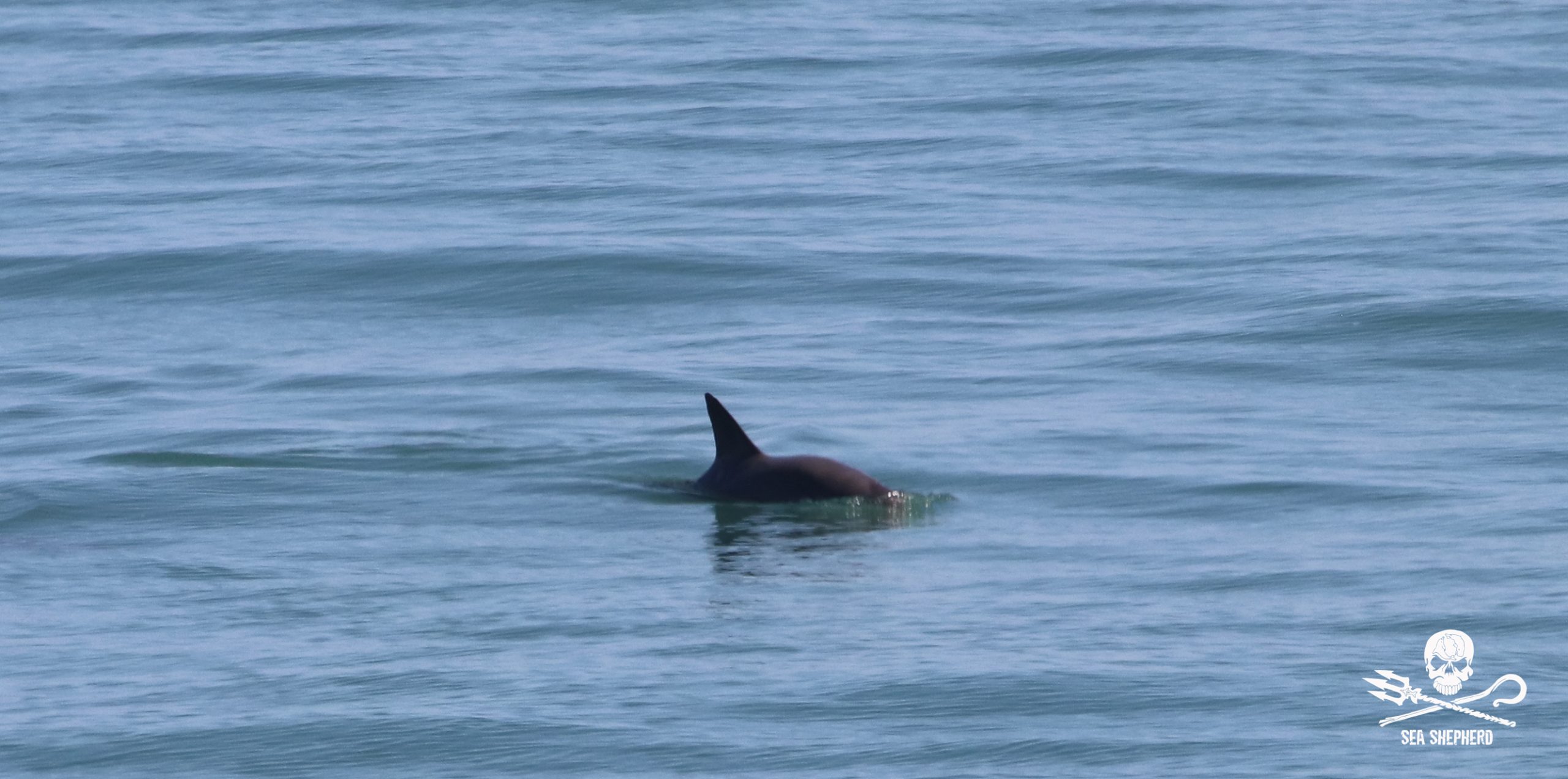 Vaquita Monitoring Begins in the Upper Gulf of California