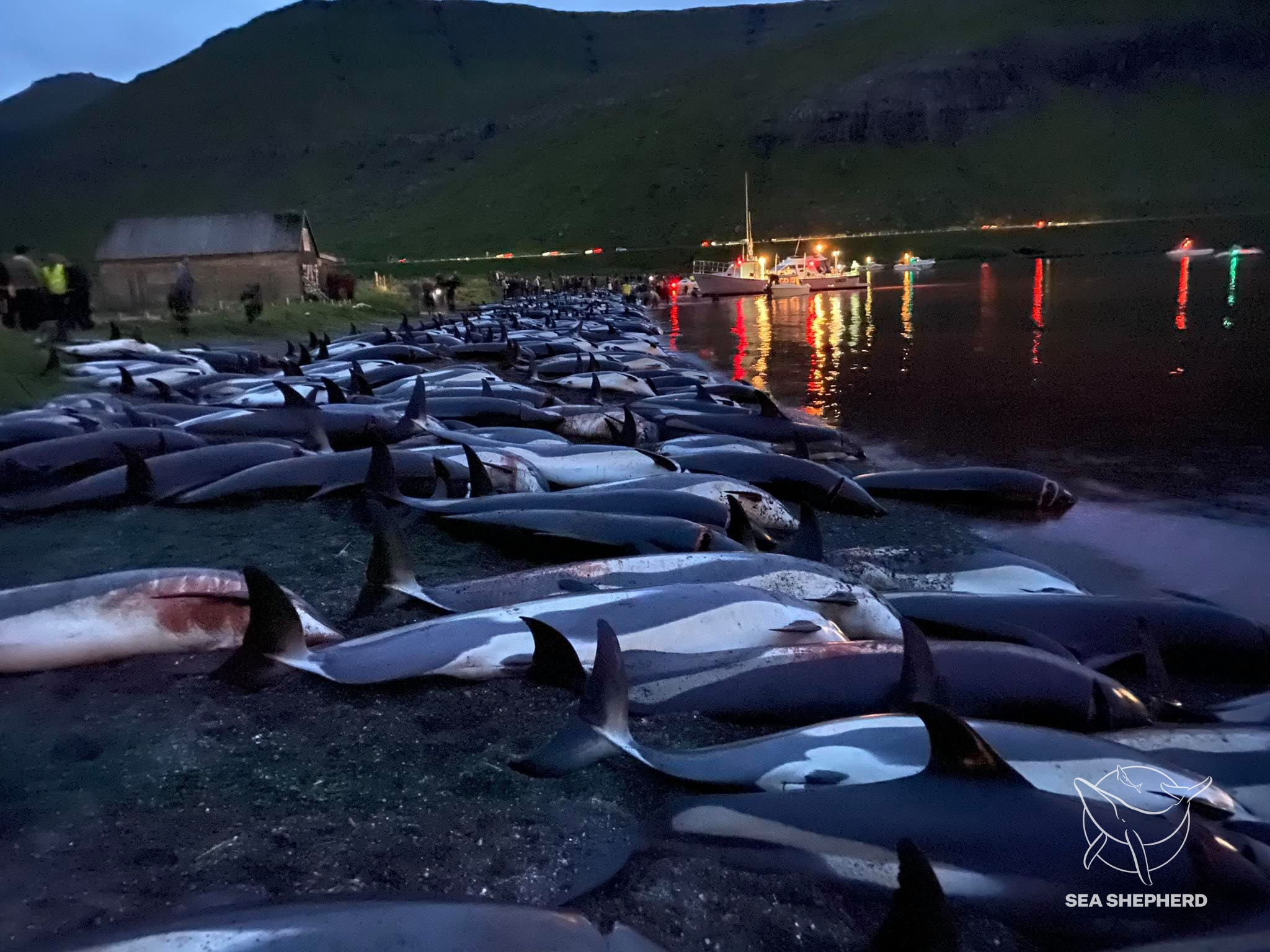 1428 Dolphins Slaughtered in the Faroe Islands Sunday Night