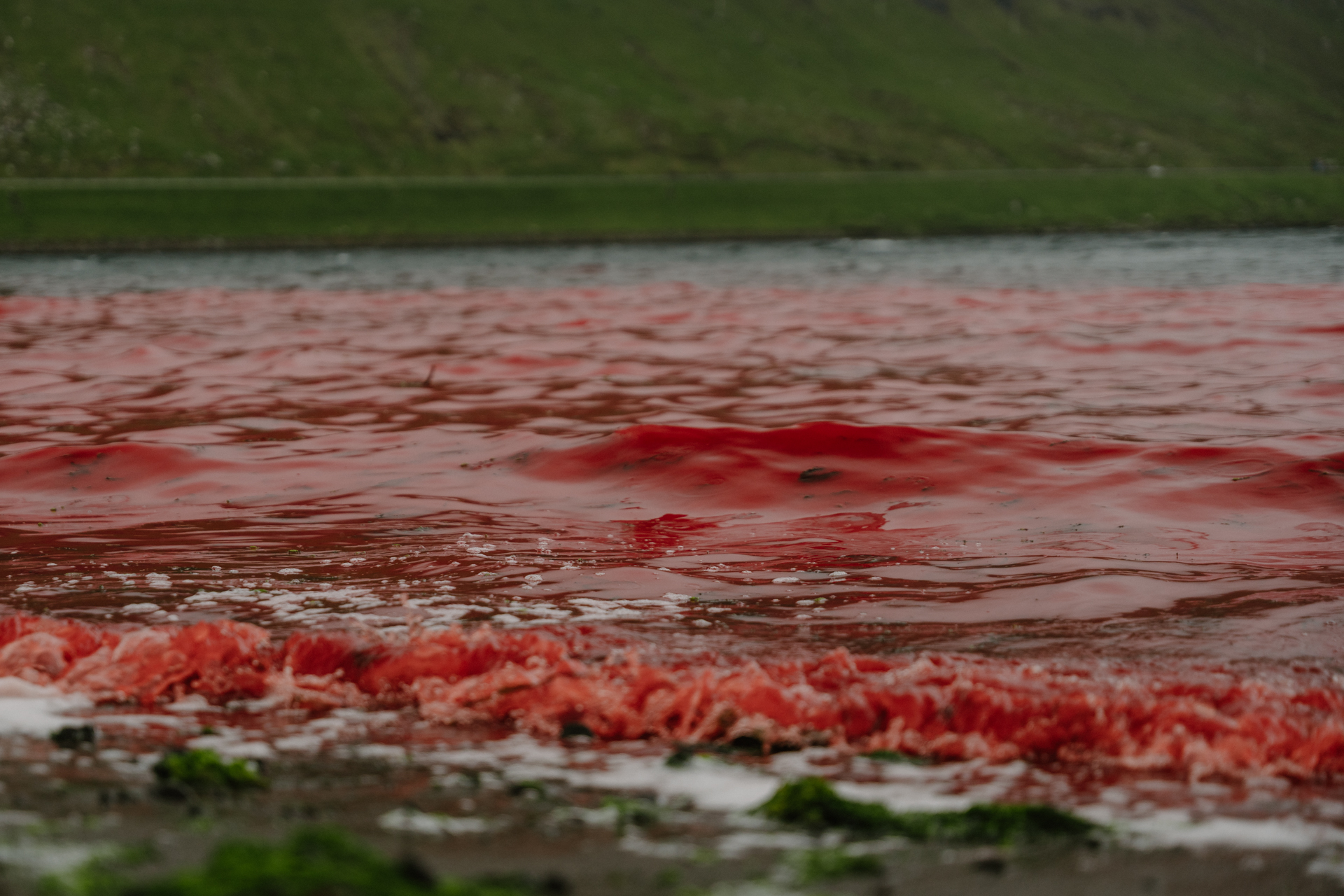 Somber Recollections of the Pilot Whale Slaughter in Klaksvik