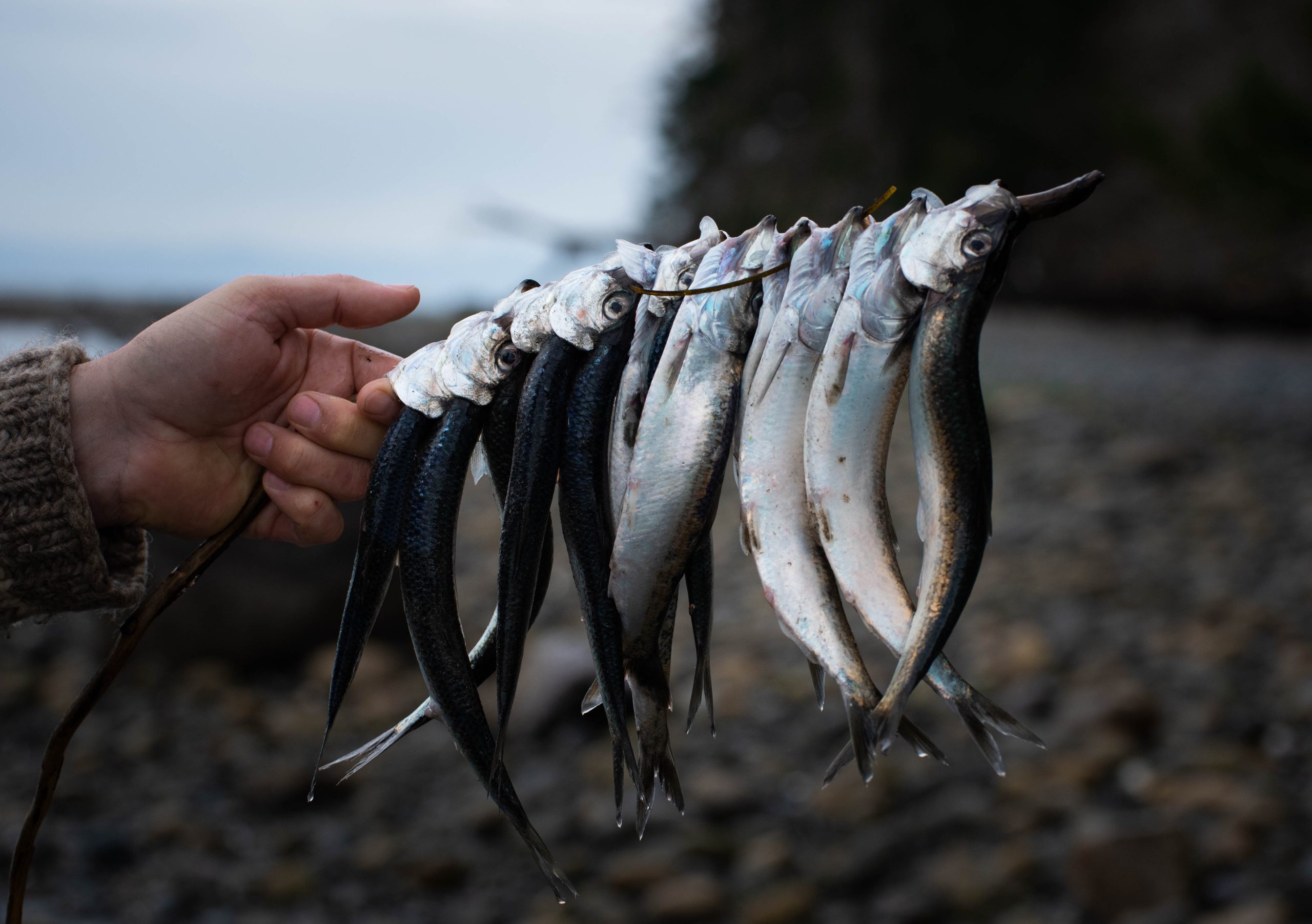 Strait of Georgia Herring in Steep Decline