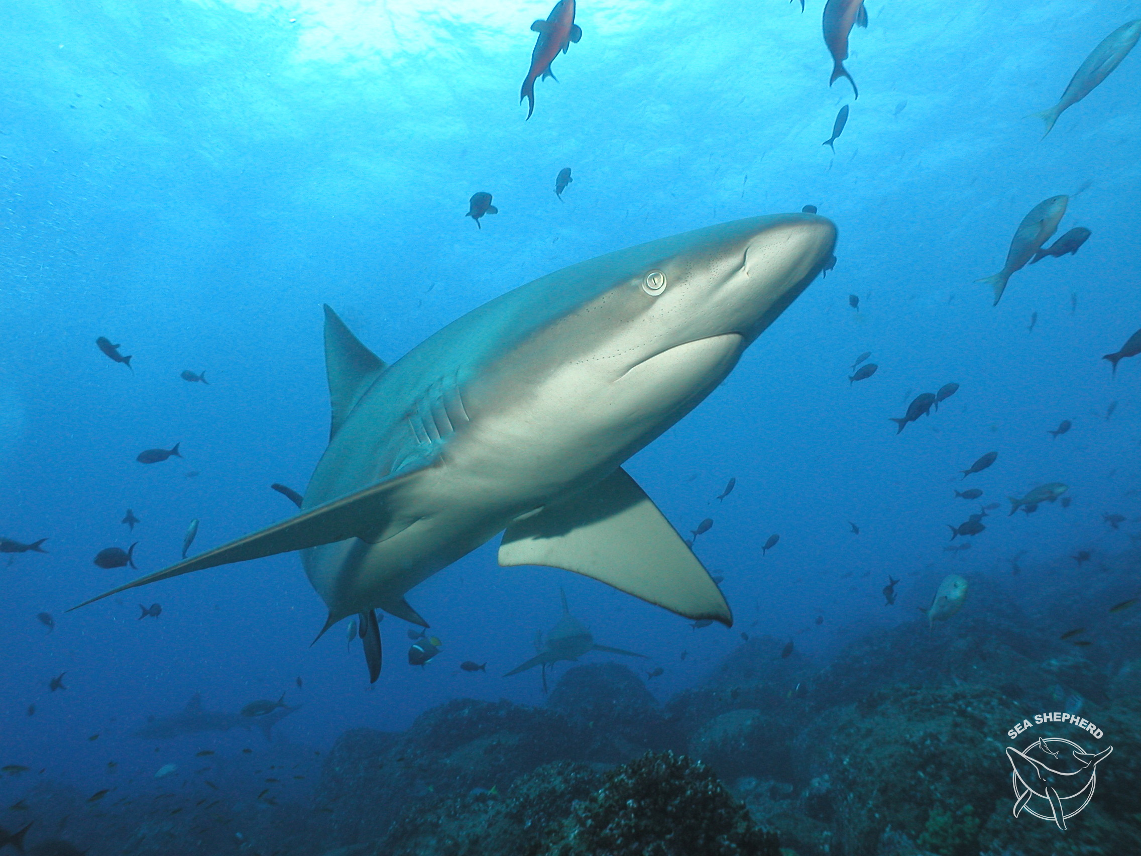 Sea Shepherd Warns that Sharks Have Less Protection on the High Seas