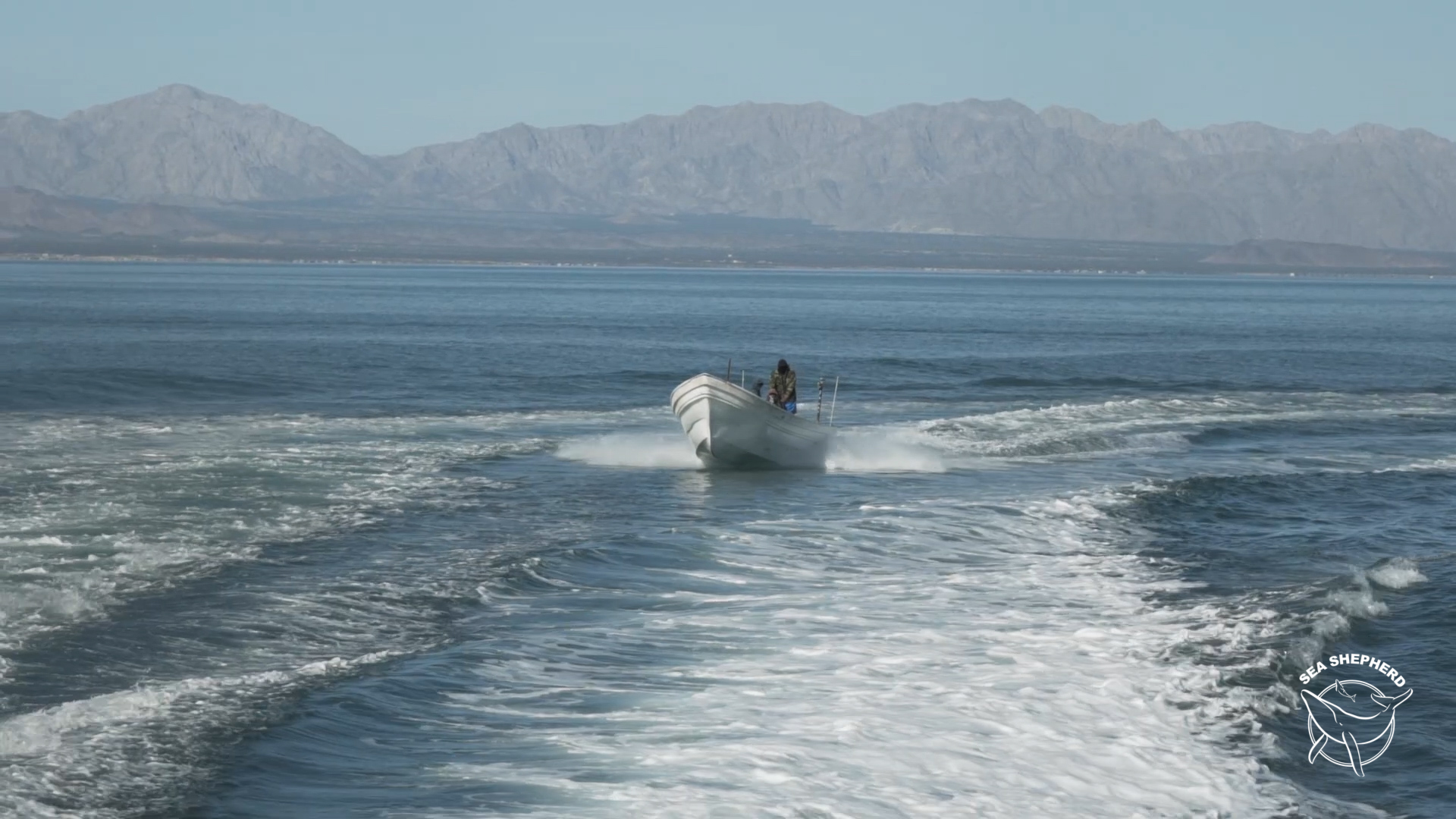 Shots Fired at Sea Shepherd Ship Inside Vaquita Refuge