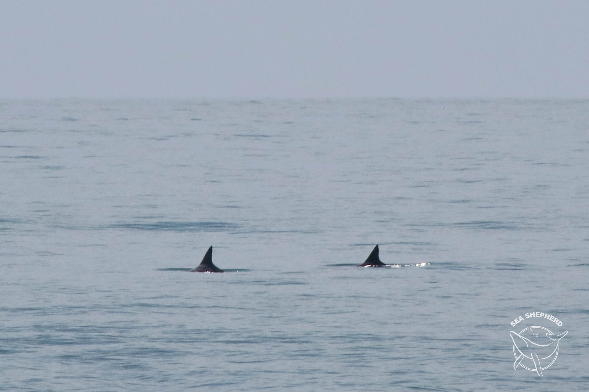 New Report Shows Substantial Decline in the Critically Endangered Māui Dolphin Population