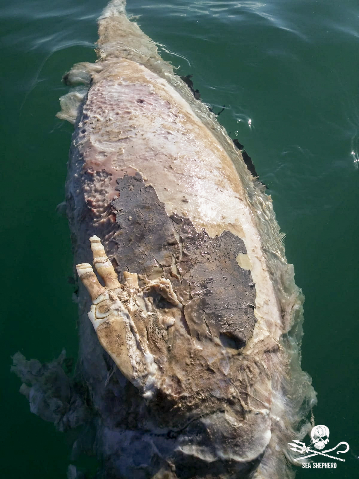 Sea Shepherd Discovers Dead Vaquita Caught in Gillnet