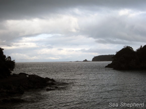 Divine Wind Buys Time for Dolphins in Taiji
