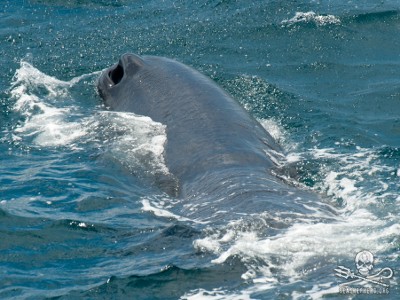 As the Oceans Choke on Plastic so do the Whales