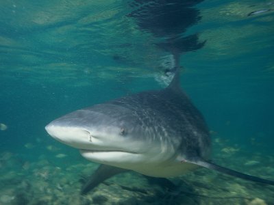 Help Save the Réunion Sharks: Sign the Petition
