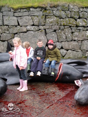 And the Bloodlust Continues in the Faroe Islands…
