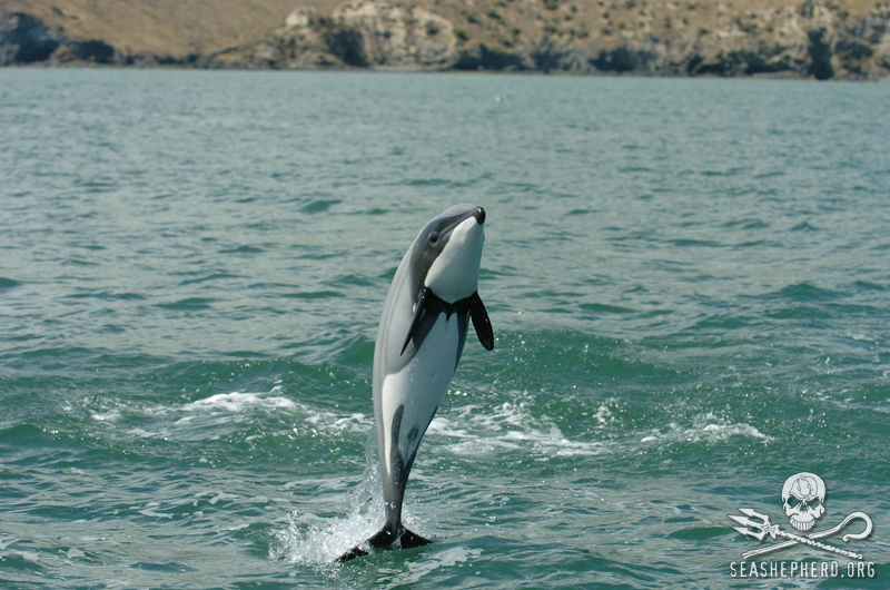 New Zealand Marine Wildlife Under Threat – Part 1: Maui’s Dolphin
