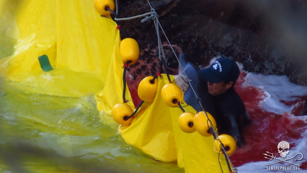 Taiji and the Drive to Extinction