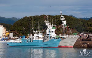 Unlimited Slaughter, Criminal Intent: A small history of Japanese Antarctic whaling