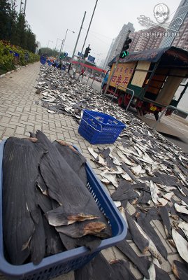 It’s a GLOBAL Shark Crisis