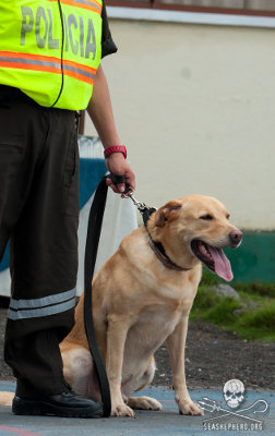 Sea Shepherd Galapagos Wildlife-Sniffing K9 Officers Bosco, Cristina, Kevin and Nico Retire