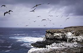 Brigitte Bardot and the Cape Verde Shearwaters