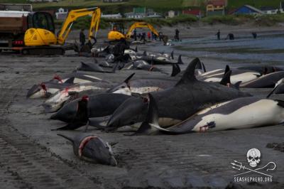 They Slaughter Dolphins, Don’t They?
