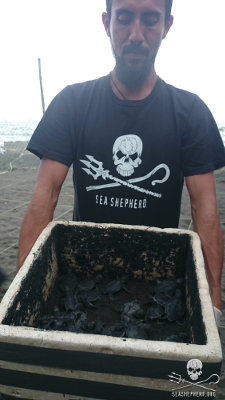 Defending Pacuare’s Sea Turtles Helps the Community