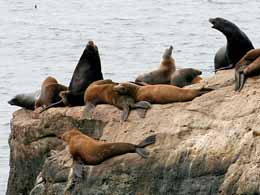 Scapegoating + Bad Math = Devastation for Federally Protected Sea Lions at the Bonneville Dam