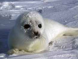 The Canadian Seal Hunt