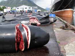 The Case for Mass Murder in the Faroe Islands