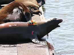 Sea Lions Aren’t the Dam Problem on the Columbia River!