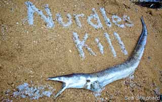 Plastic Beaches