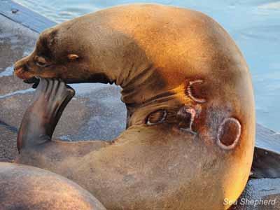 Endangered Steller Sea Lions Could Become Next Target on the Columbia River