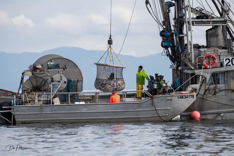 Herring is Caring: 2019 Roe Herring Fishery