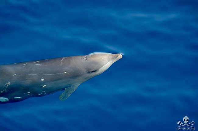 Sea Shepherd Records Never Before Seen Footage of Rare Cuvier’s Beaked Whales During Expedition in Mexico