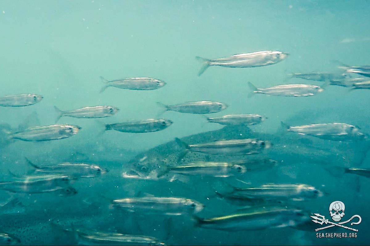 Breaking Discovery on New Impact Salmon Farms Have on the Wild