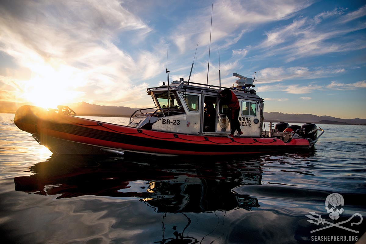 Sea Shepherd Saves Endangered Totoaba Following Second Drone Shooting