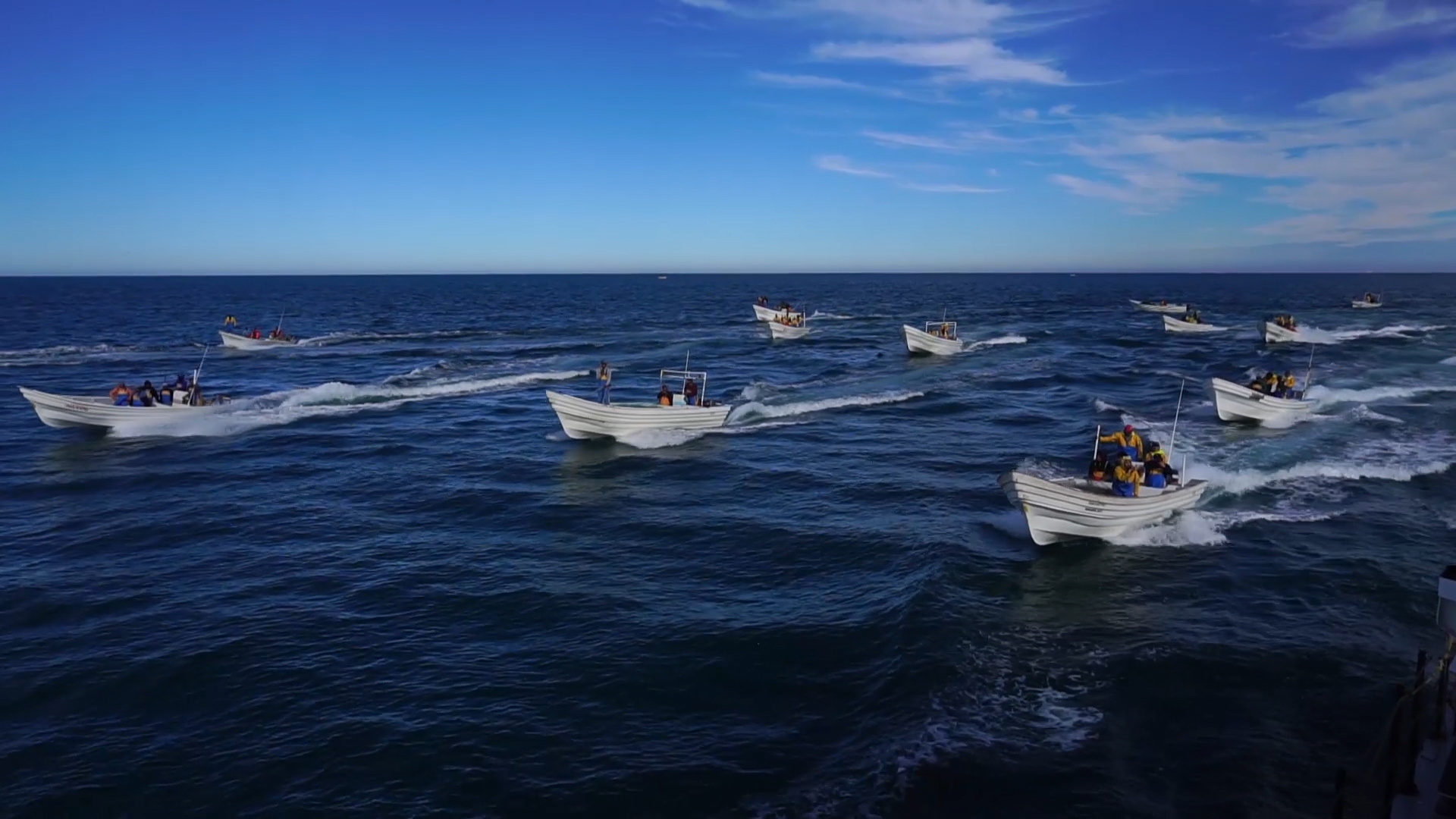 Sea Shepherd Ship Attacked Inside Vaquita Refuge