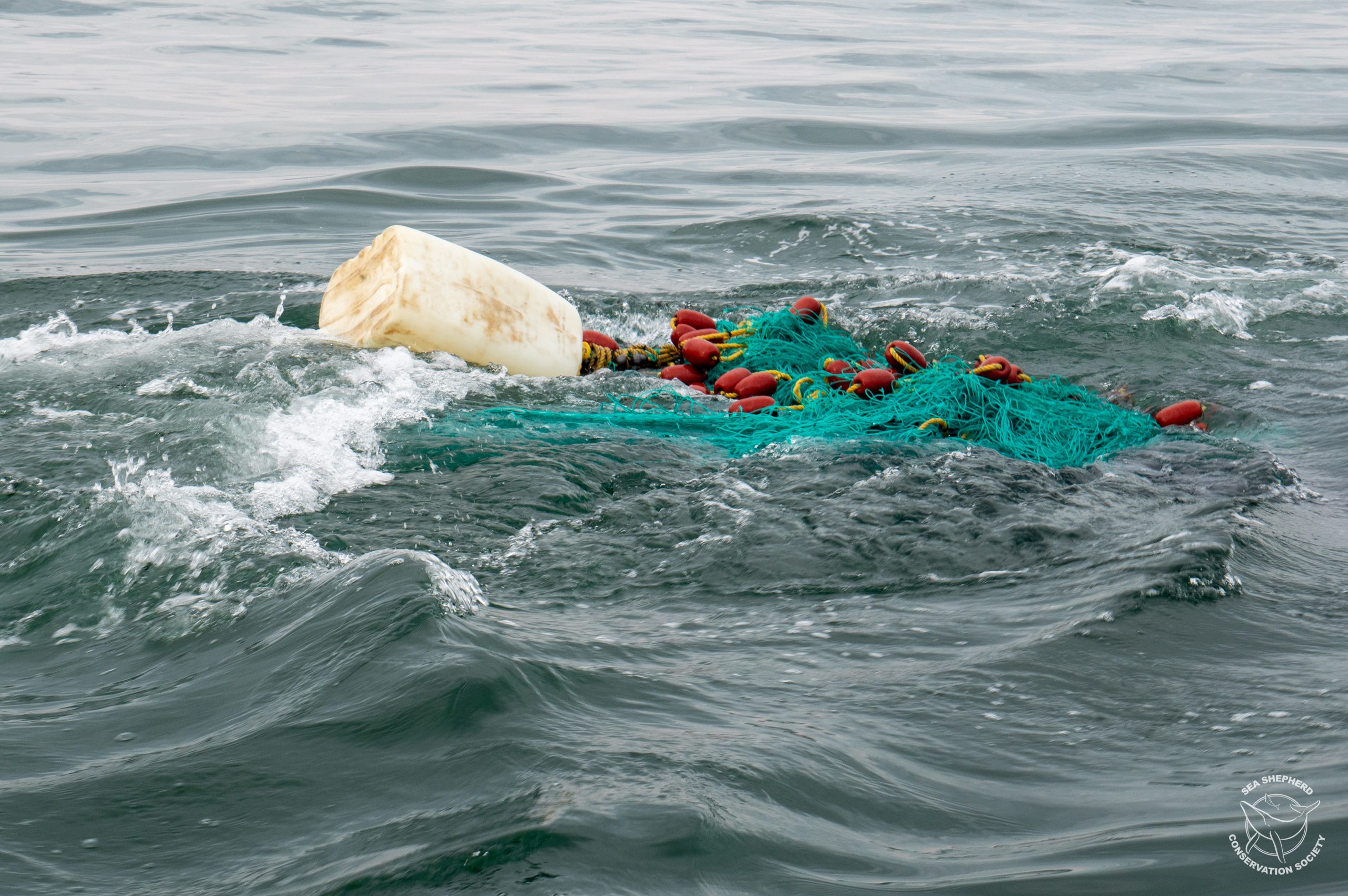 Humpback Whale Entangled in Illegal Gillnet Rescued inside Vaquita Refuge